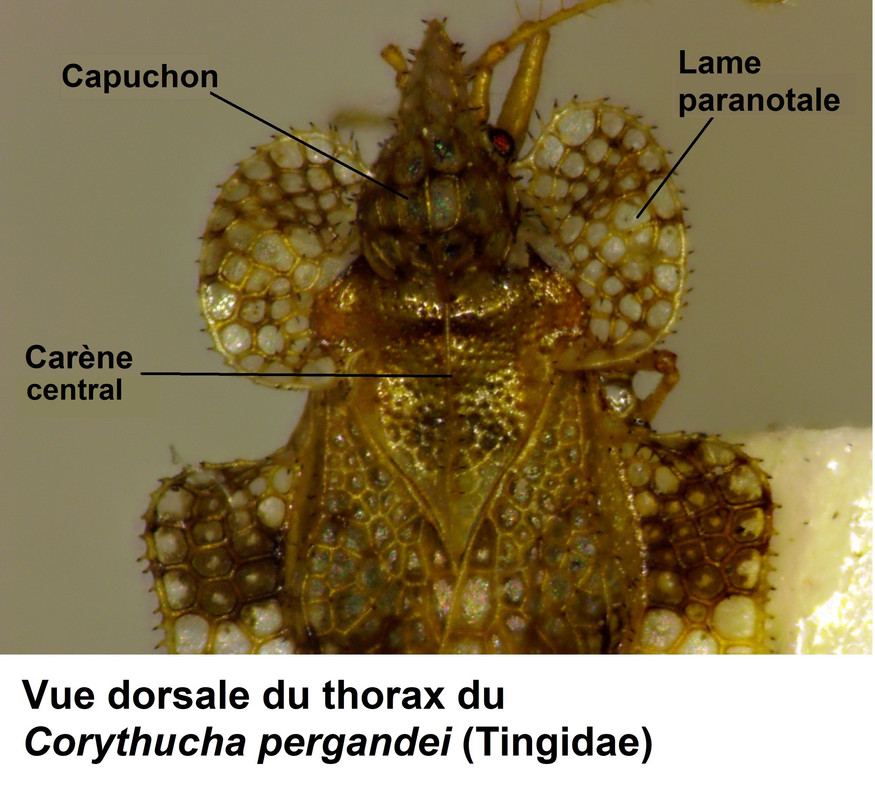 Thorax-de-Corythucha-pergandei-Tingidae-dorsal