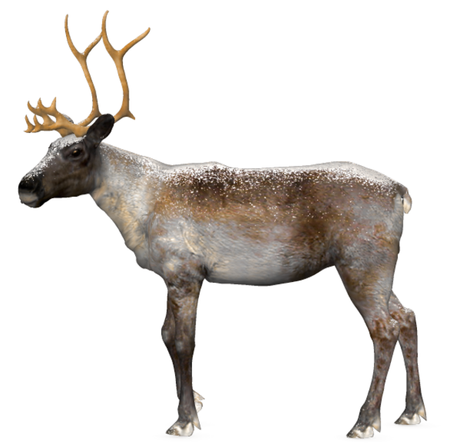 beautiful_reindeer_15