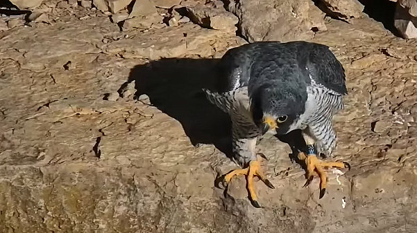 Great spirit bluff Falcons Przechwytywanie-w-trybie-pe-noekranowym-28-02-2024-173100