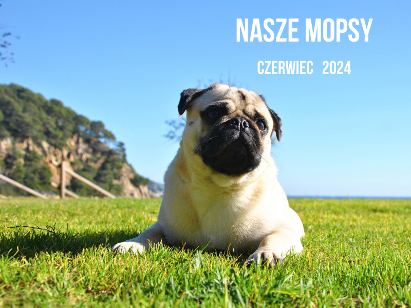 NASZE MOPSY