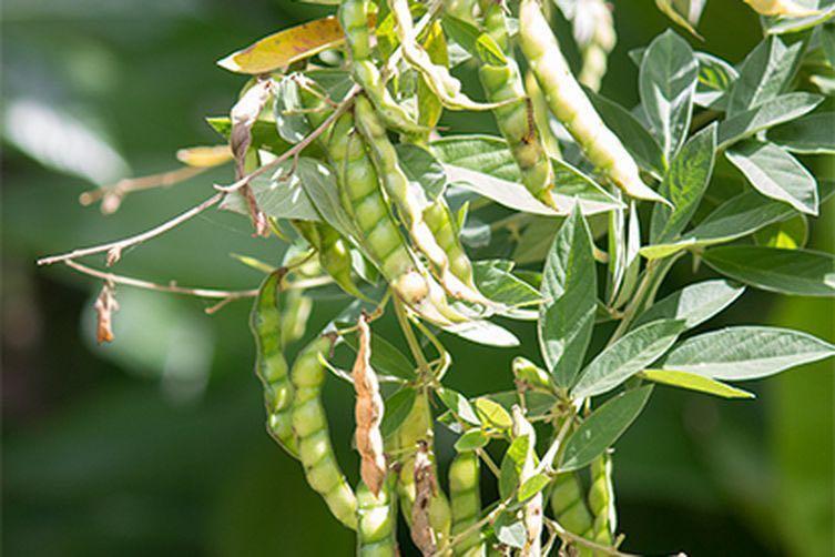 pigeon_pea_seeds_1545877681_f1ad8639_progressive