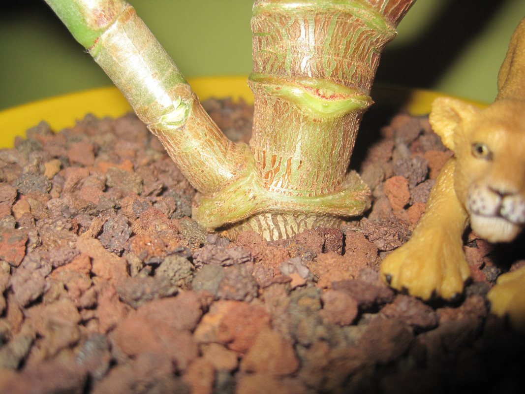 Отличительный признак Паллиды