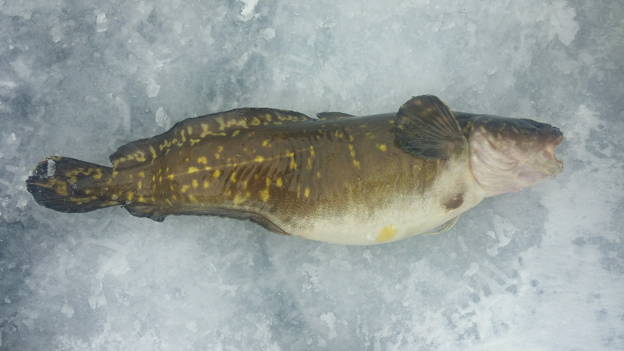 burbot - Copy
