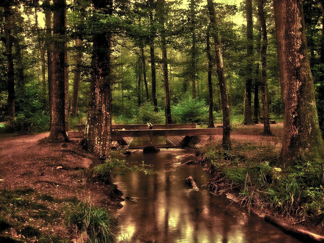 brown-forest-110900-1280.jpg