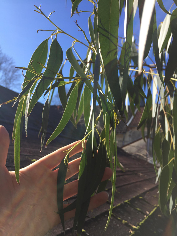 Eucalyptus - Stránka 2 52338343-255716711996540-4700567407385640960-n