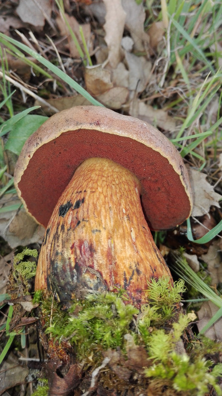 BOLETUS LURIDUS CON RETICULO (sección Luridi)