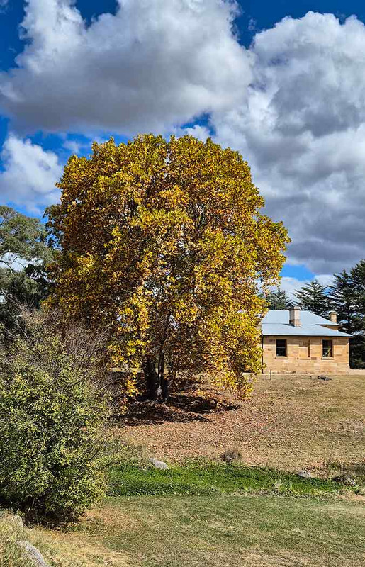 …and a tulip tree