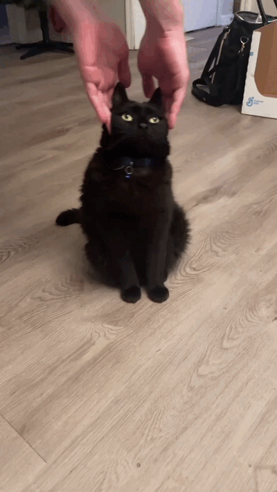 Cats-05.gif