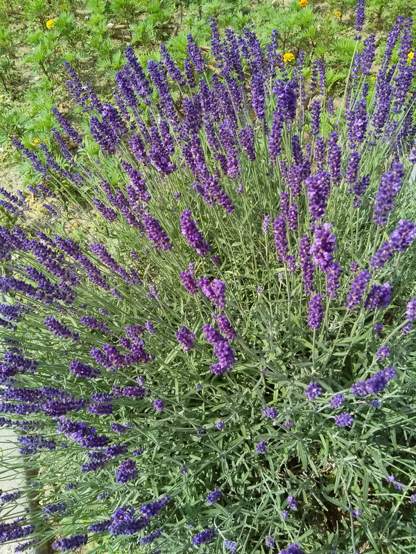 лавандула2