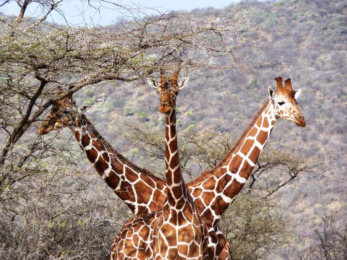 Giraffe-triple