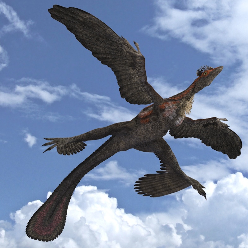 (REPOST) MicroraptorDR