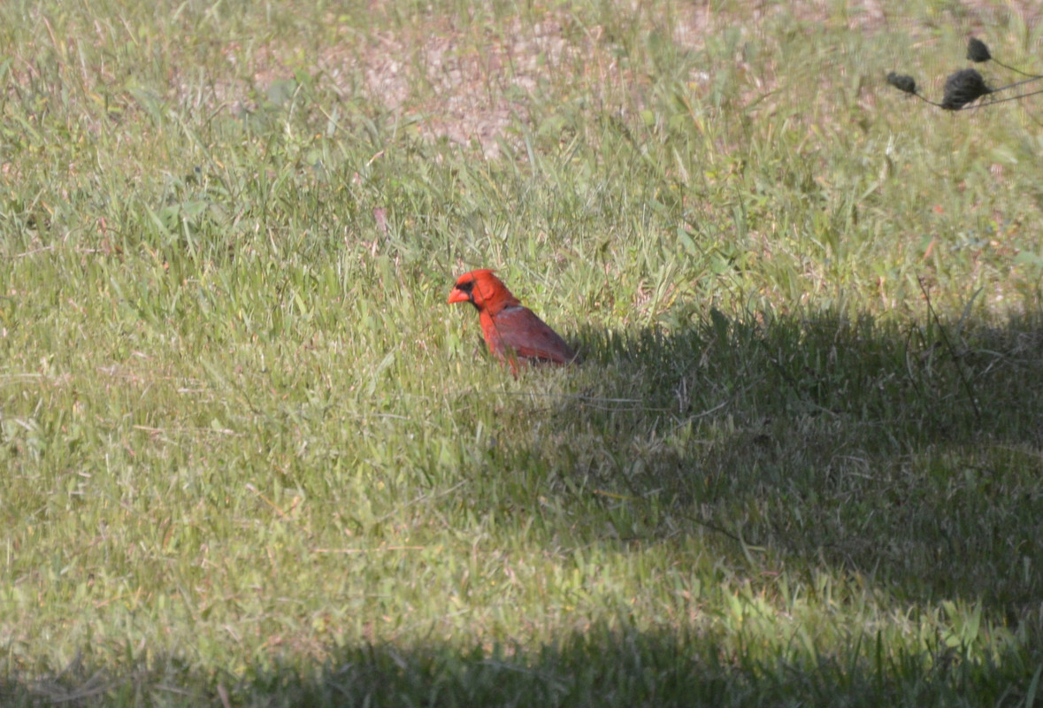 2021-8-4 Cardinals (4)