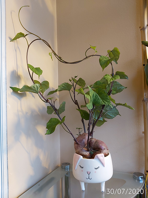 [Image: IMG-20200730-200755.jpg]