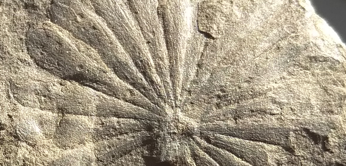 Calamites Schlotheim ,1820. Annularia sternberg , 1822 . - Page 6 Ann