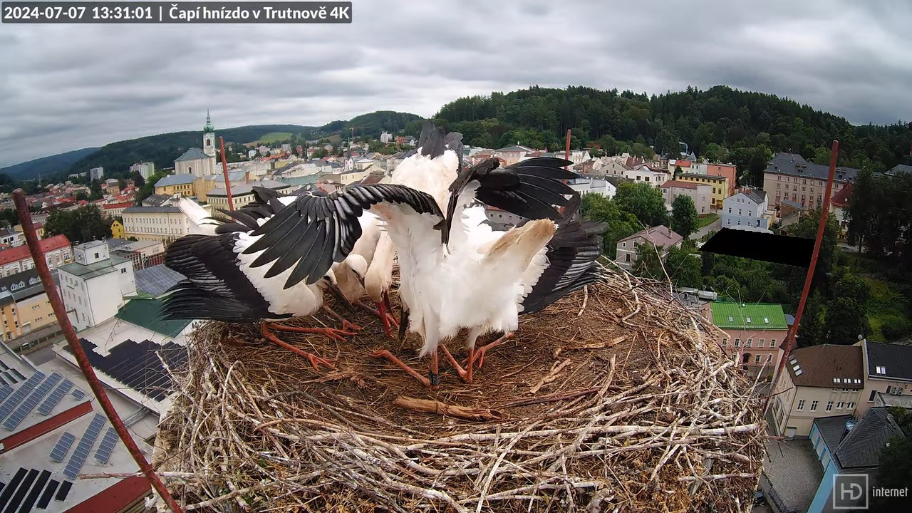 Tiešraidē no stārķa ligzdas uz alus darītavas skursteņa Trutnovā 13-54-50 screenshot