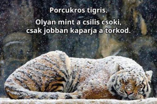 15373-porcukros-tigris.jpg