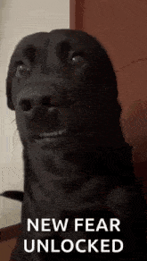 tiktok-dog-awkward-dog