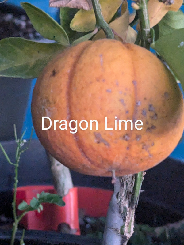 PXL_20241103_112034477~2