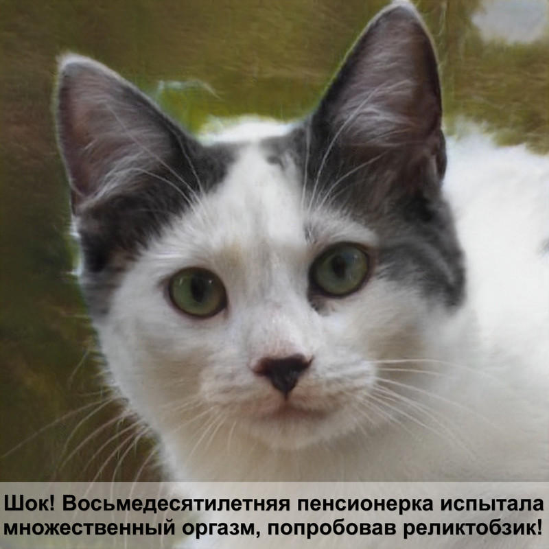 вислоухие кошки окрас табби