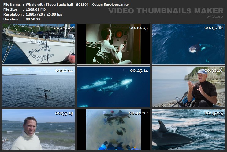 Whale with Steve Backshall - S01E04 - Ocean Survivors.mkv