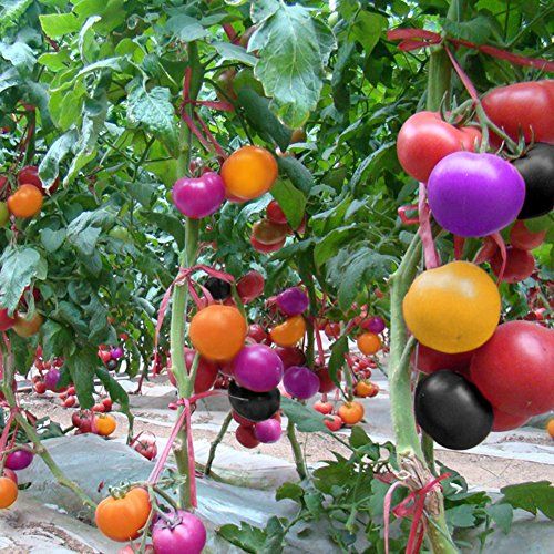 multirainbowtomatos.jpg