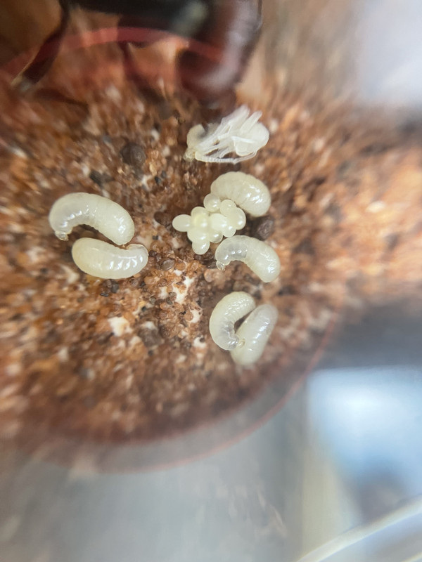 Messor-First-pupae-2.jpg