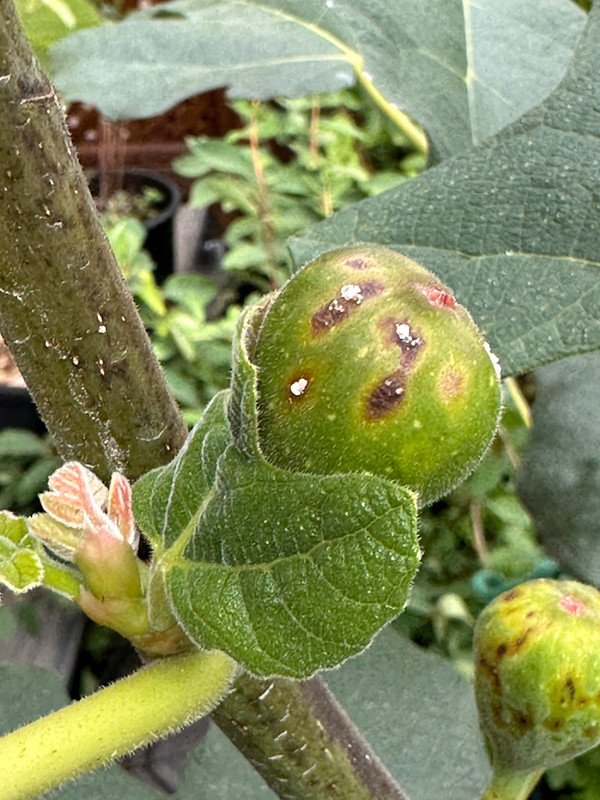 figs-41.jpg