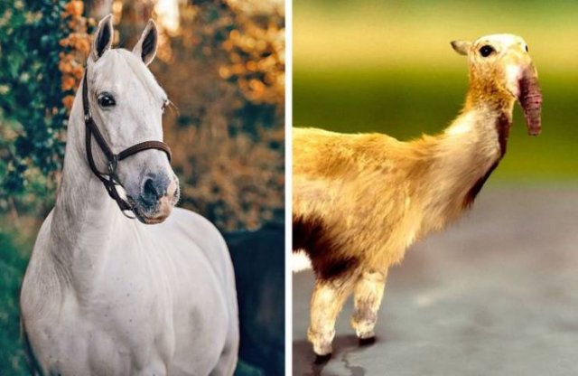 Animales-1