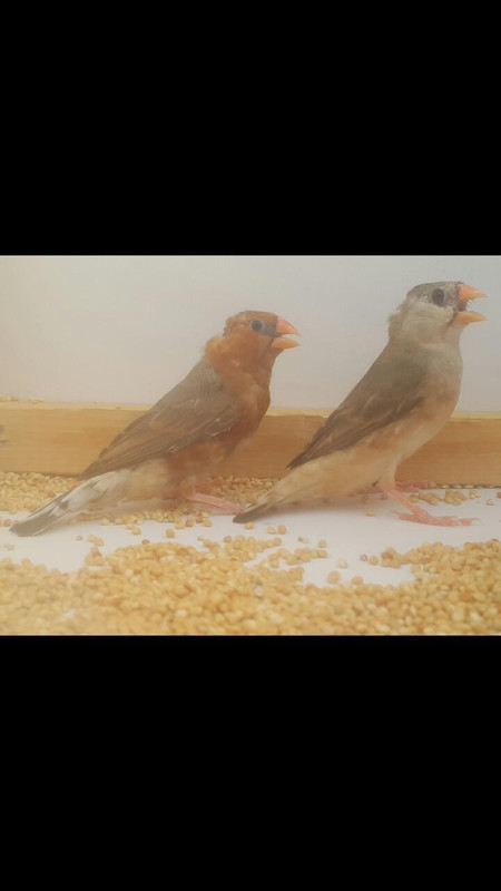 rps٢?١٨?٦٢٧_١٧٣٤?١