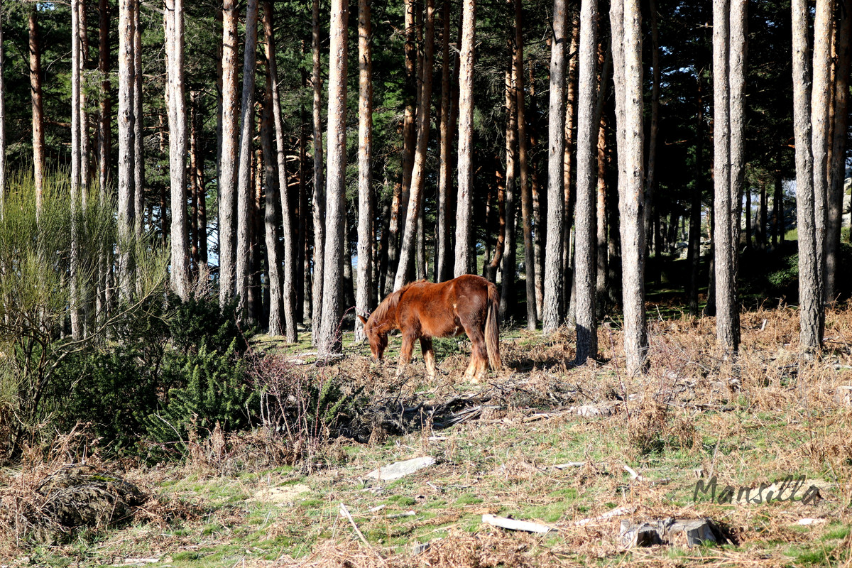 Peña del Arcipreste_01