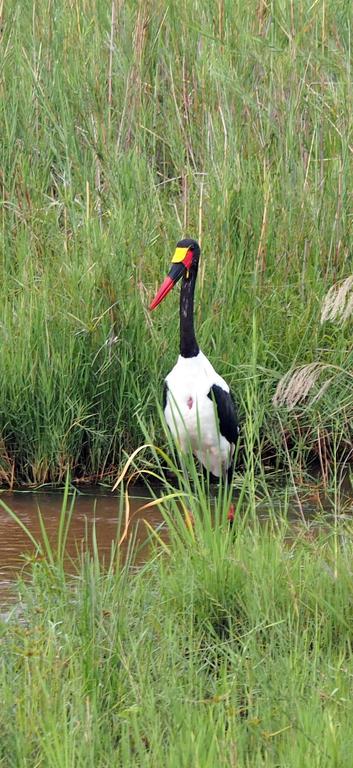 Такая близкая Африка. (ЮАР. 22 дня и 4200 км. Ноябрь-Декабрь) Такая близкая Африка. (ЮАР. 22 дня и 4200 км. Ноябрь-Декабрь)