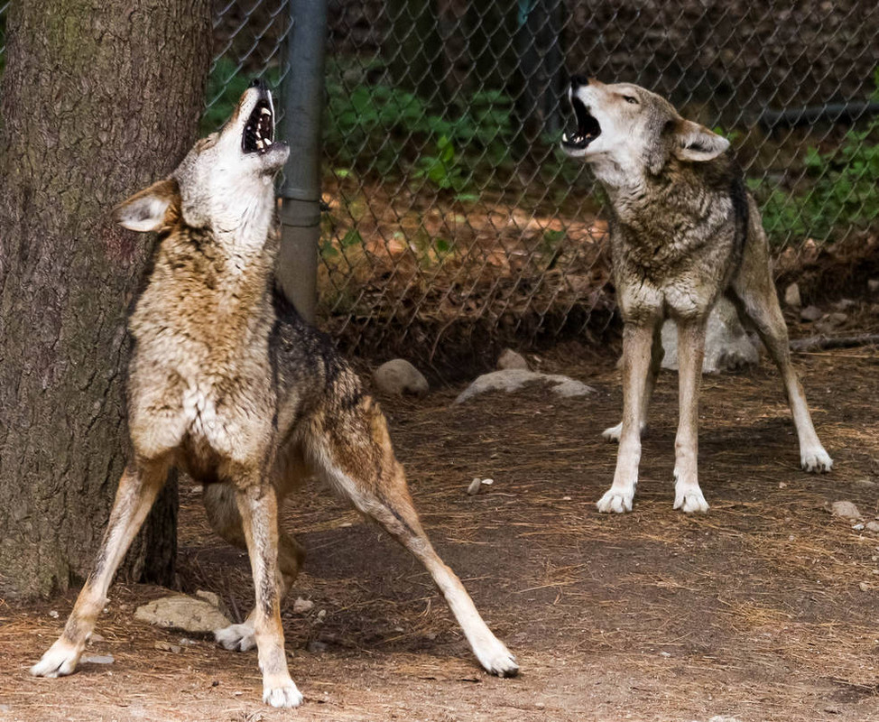 red-wolf-stock-67-howling-by-hotnstock-d6jz96q-pre.jpg
