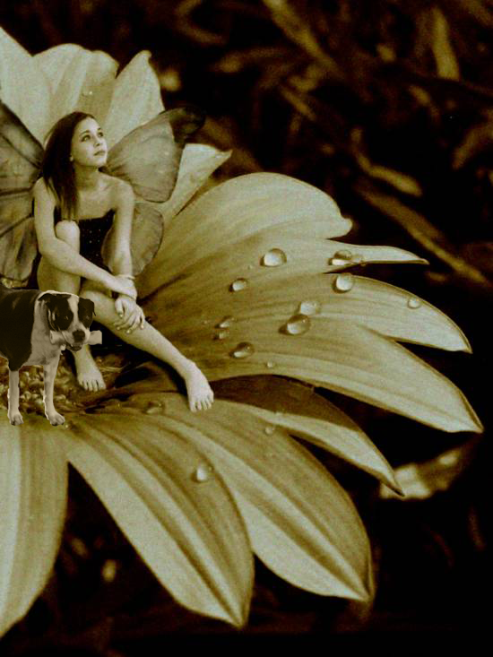 Faerie-Photo-Manip-by-Merewina.png