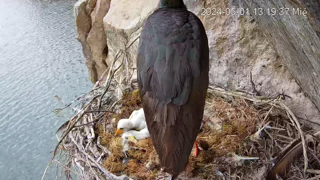 Cigüeña Negra en Tajo Internacional 2-44-14 screenshot