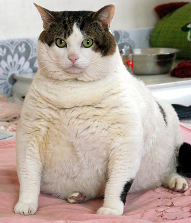 A very, very fat cat looking at your soul