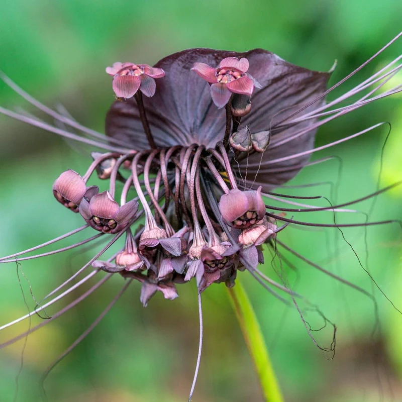 Tacca chantrieri copyright 830501 1
