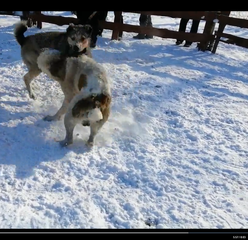 ТИ 2020 1Р САРМАТ х ЧАК Украина 5-57 1БА