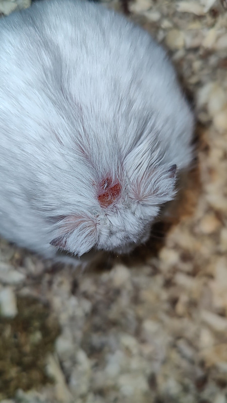 IMG20250306203246_01