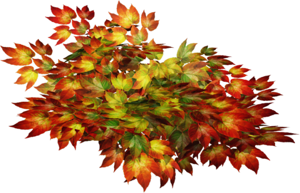 Indian Summer42