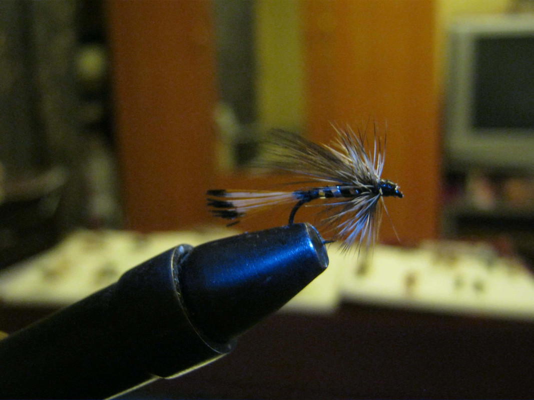 фазан_тейл 003