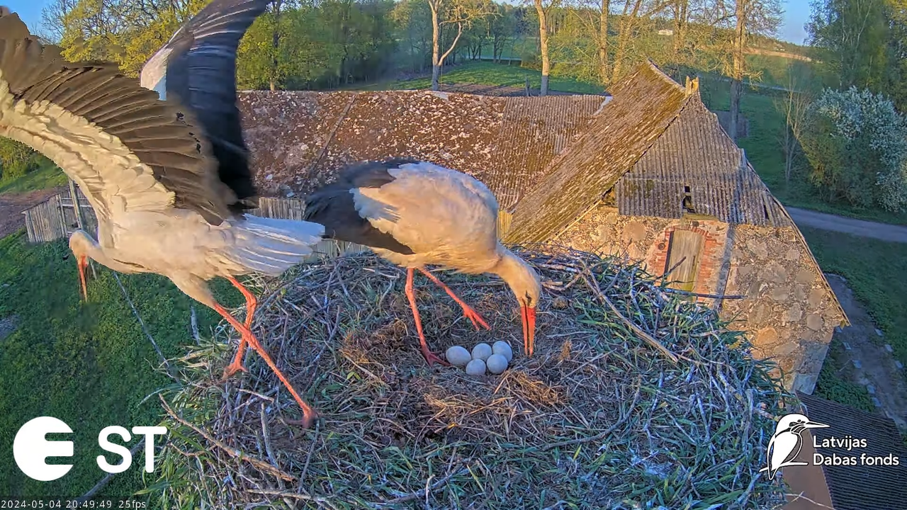 Baltie stārķi (Ciconia ciconia) Tukuma novadā - LDF tiešraide __ White storks in Tukums, Latvia 10-2