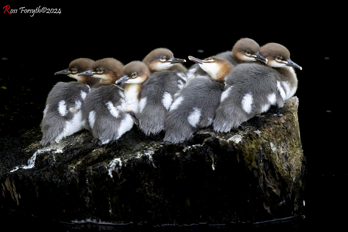 20240517-_5RF0530-CR3