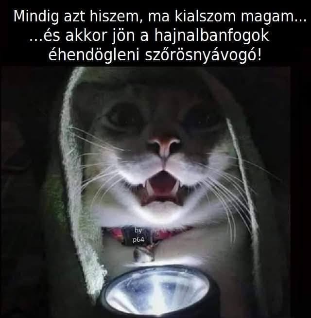 https://i.postimg.cc/QCKpT1fG/495059358-1003742461956862-6605257701411877826-n.jpg