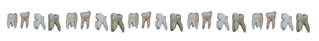 teeth