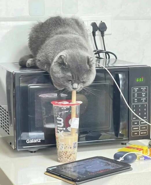 913048-wiefrech.jpg