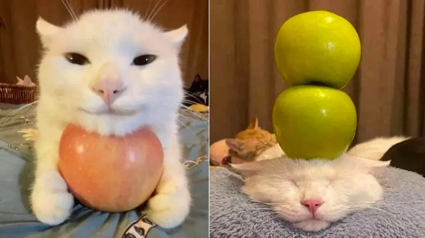 cat-with-apples.webp
