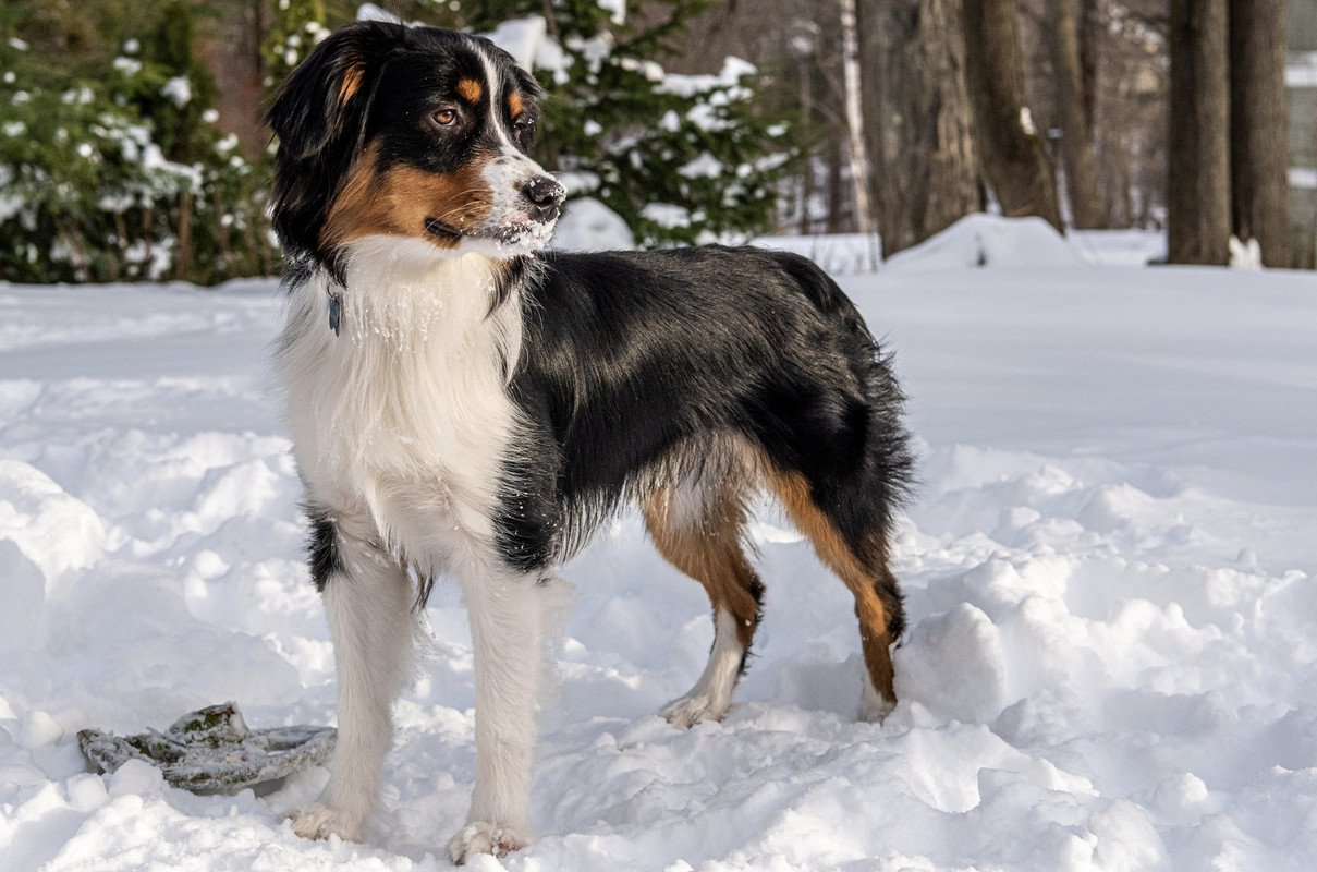blacknwhite-charlie-dog.jpg
