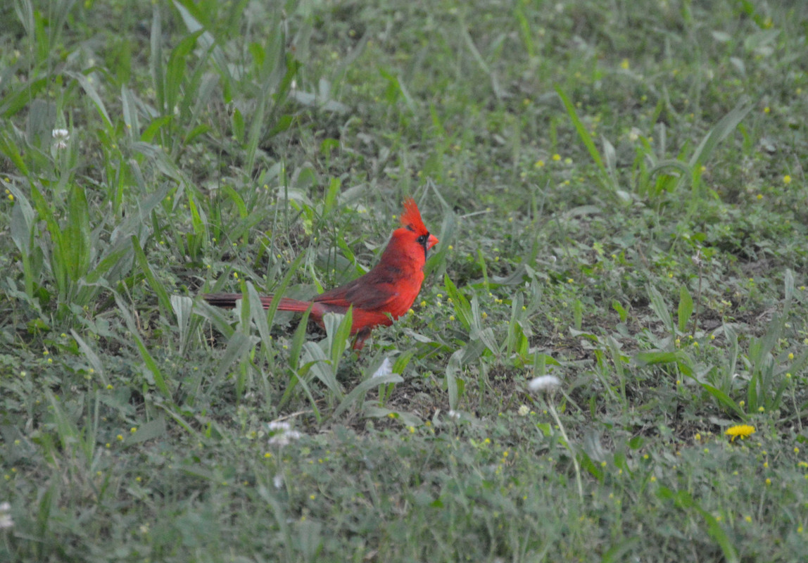 2021-6-17 Cardinal (3)