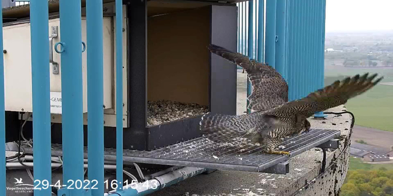 campics BDL 2022 va 9 april 2022 ©VWGGemert/Vogelbescherming Nederland - Pagina 39 Video-2022-04-29-161647-Moment-4