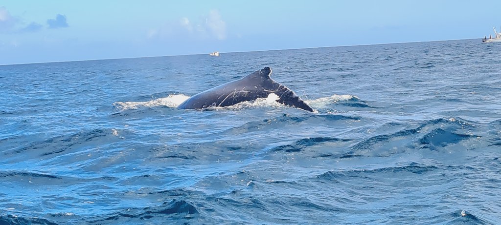 AVISTAMIENTO Y NADO CON DELFINES-CRYSTAL ROCK-BENITIERS ISLAND - Isla Mauricio: por y para el placer (7)